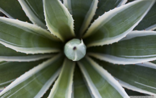 Green plant white center red - focus free wallpaper