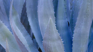Large leaves blue white plant - sharp high detail free wallpaper