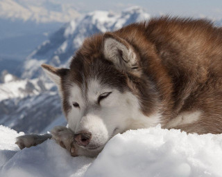 Husky sleeping snow mountain top - husky free wallpaper