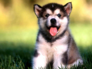 Puppy sitting grass tongue out - chippy free wallpaper