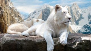 White lion rock mountain range 2 - a white lion free wallpaper