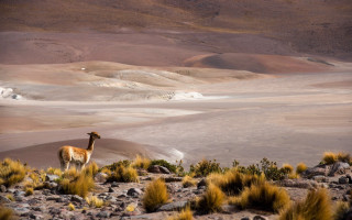 Llama desert landscape mountains grass - a few bush free wallpaper