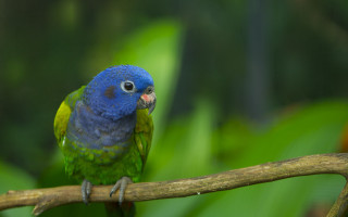 Blue green bird forest branch - chris labrooy free wallpaper for desktop
