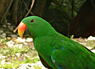 Green parrot red beak rock - a red beak free wallpaper