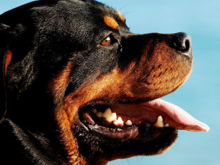 Dog open mouth tongue blue - a white spot free wallpaper