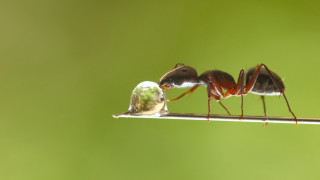 Anteaters stick glass ball end - a macro photograph free wallpaper