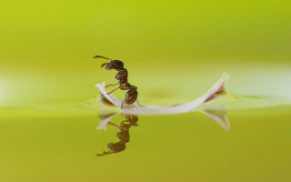 Ant anteater flower water reflection - a white flower free wallpaper