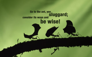 Bugs tree branch quote sitting - top of a tree branch free wallpaper