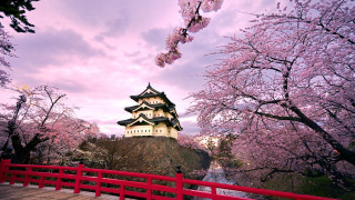 Red bridge castle cherry blossoms 4 - japan free wallpaper