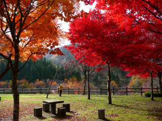 Park bench red leaves person - the distance in the distance free wallpaper