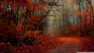 Autumn forest leaves fire branch - a path free wallpaper for desktop