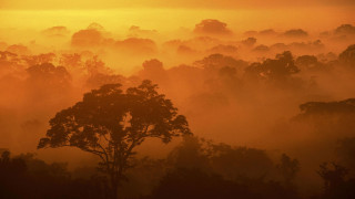 Sunset foggy forest yellow sky - a yellow sky in the background free wallpaper