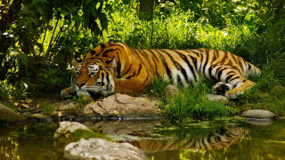 Tiger laying lush green field 3 - a tiger free wallpaper