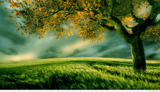 Tree field cloudy sky green - field free wallpaper