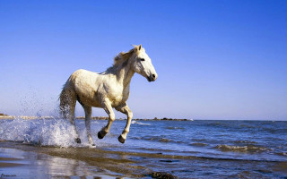 White horse running water beach 3 - a white horse free wallpaper