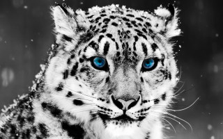 Snow leopard blue eyes snow 4 - free cats wallpaper