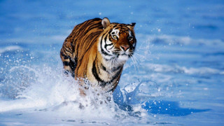 Tiger running through water in 2 - its face and body free wallpaper