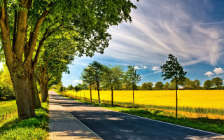 Road tree lined sidewalk yellow - yellow flower and trees free wallpaper
