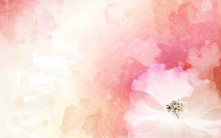 Pink white flower background bubbles - soft color free wallpaper
