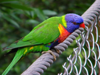 Colorful bird perched fence branch - upper body free wallpaper for desktop