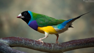 Colorful bird perched branch blurred - a branch of a tree branch free wallpaper