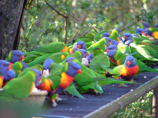 Colorful birds wooden platform forest - a wooden platform free wallpaper