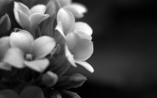 Black white flowers bloom blurry 2 - bloom free wallpaper