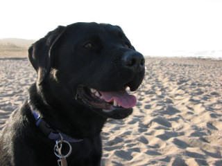Black dog beach ocean person - leica free wallpaper