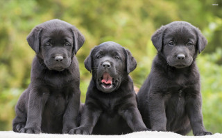 Black lab puppies tongue blurry - free dogs wallpaper