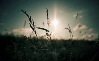 Field grass sun blue sky - claire dalby free wallpaper