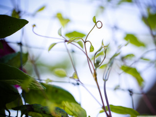Green leaves sky clouds vines - vine free wallpaper