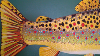 Spotted fish painting body tail - canvas free wallpaper for desktop