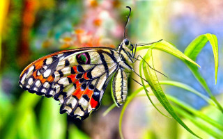 Butterfly multicolored wings green plant - a green plant free wallpaper