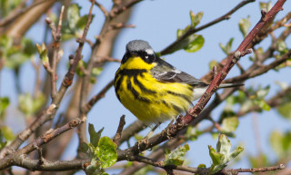 Yellow black bird tree branch - new objectivity free wallpaper