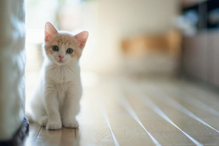 Small white kitten wooden floor 4 - a wooden floor next free wallpaper