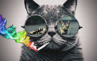 Cat glasses rainbow toothbrush reflection - the glass free wallpaper for desktop
