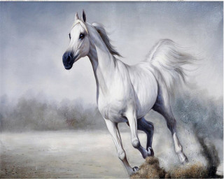 White horse running field sky - a white horse free wallpaper