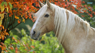White horse red leaves green - a white horse free wallpaper