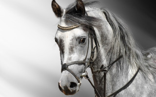 White horse black mane spot - on free wallpaper for desktop