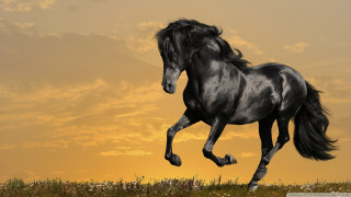 Black horse running field sunset - a black horse free wallpaper