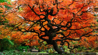Large tree orange leaves park - a large tree free wallpaper