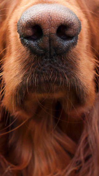 Dog nose closeup blurry background - free dogs wallpaper for mobile