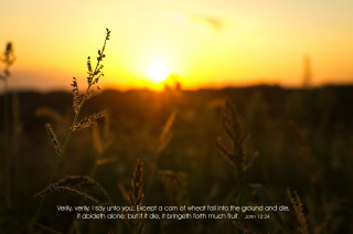 Sunset field quote beautiful nature - the middle of the picture free wallpaper