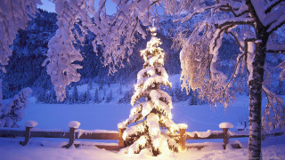 Snowy tree night fence background - covered tree free wallpaper