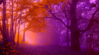 Purple orange forest trees leaves - forest free wallpaper for desktop