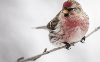 Small bird branch white background - a yellow beak free wallpaper
