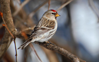 Bird branch tree no leaves - a red head free wallpaper