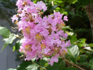 Pink flower tree branch leaves - sōsaku hanga free wallpaper for desktop