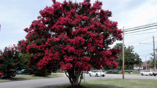Tree red flowers city park - vibrant color free wallpaper