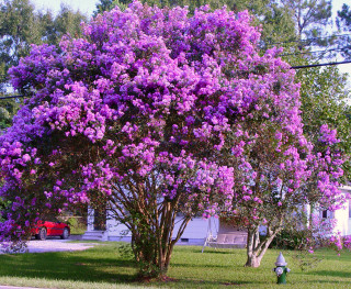 Purple tree purple flowers yard - a red fire hydrant free wallpaper